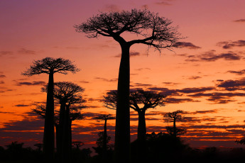 Картинка природа деревья солнце madagaskar закат баобаб вечер