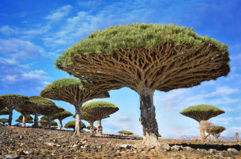 Картинка природа деревья экзотика камни