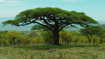 Картинка природа деревья baobab парк