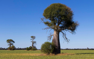Картинка природа деревья baobab madagaskar
