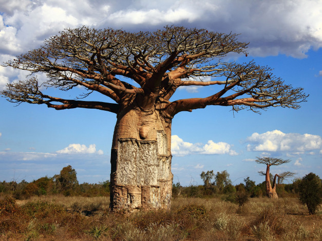 Обои картинки фото природа, деревья, madagaskar, baobab
