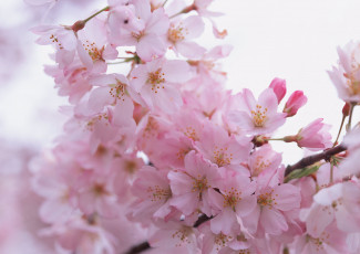 Картинка цветы сакура +вишня ветка цветение весна