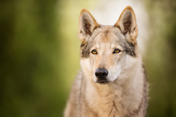 Картинка животные собаки волчья собака