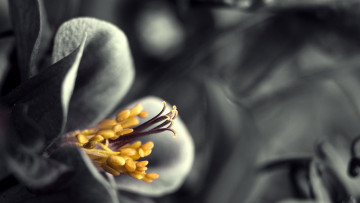 Картинка разное компьютерный+дизайн лепестки тычинки цветок