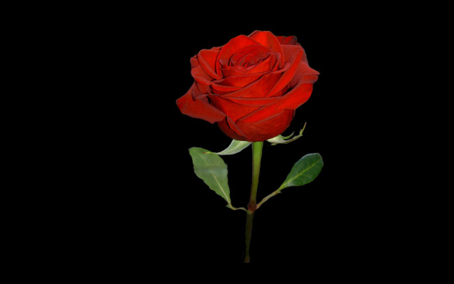Обои картинки фото цветы, розы, роза, красная