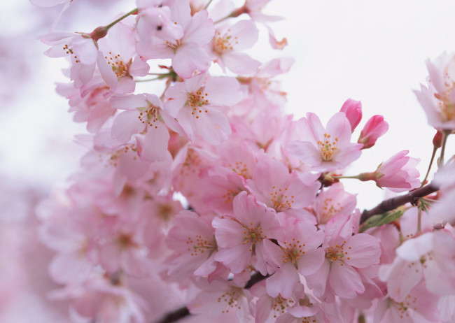 Обои картинки фото цветы, сакура,  вишня, ветка, цветение, весна