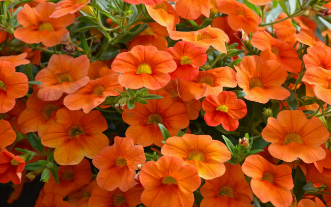 Обои картинки фото цветы, петунии,  калибрахоа, оранжевые, много