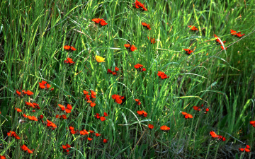 Картинка цветы луговые полевые