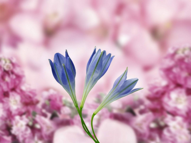 Обои картинки фото цветы, агапантус, африканская, лилия