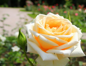 Картинка цветы розы кремовый бутон