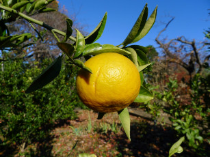 обоя природа, плоды, лимон