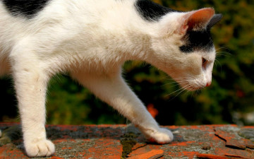 Картинка животные коты черно-белый кот