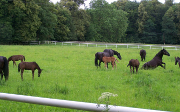 Картинка животные лошади трава жеребята загон