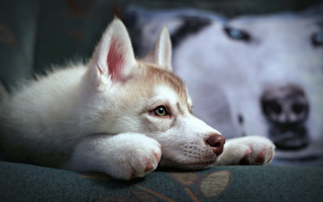 Картинка животные собаки щенок сибирский хаски