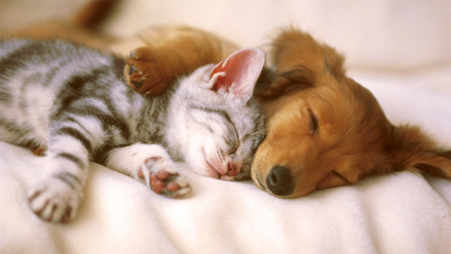 Обои картинки фото kitten, and, puppy, sleeping, животные, разные, вместе, кошки, собаки