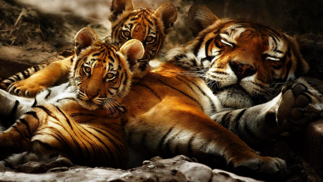 Обои картинки фото powerful, family, животные, тигры, семья