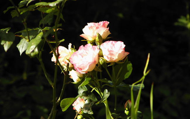 Обои картинки фото цветы, розы, куст