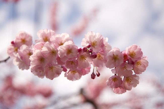 Обои картинки фото цветы, сакура, вишня, цветение, розовый, ветка