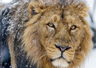 Картинка животные львы снег взгляд