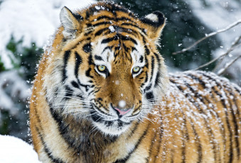 Картинка животные тигры портрет снег