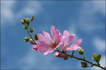 Картинка цветы мальвы лепестки