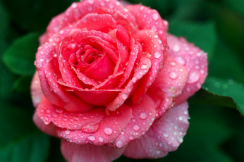 Картинка цветы розы капли лепестки