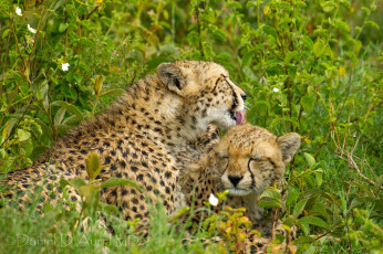 Картинка животные гепарды трава материнство детёныш кошки