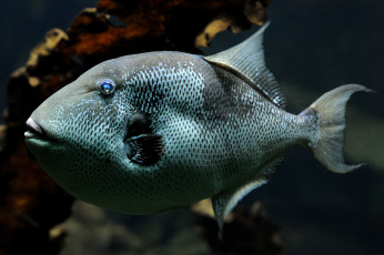 Картинка животные рыбы экзотика плавники