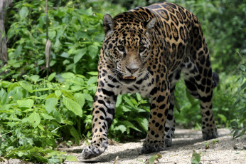 Картинка животные Ягуары хищник