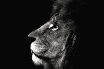 Картинка животные львы царь профиль