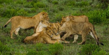 Картинка животные львы отношения львицы