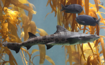 Картинка leopard shark животные акулы океан водоросли рыбы акула
