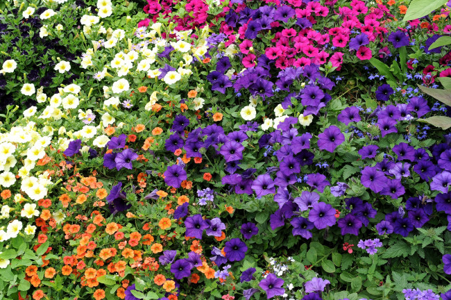 Обои картинки фото цветы, петунии, калибрахоа, разноцветный