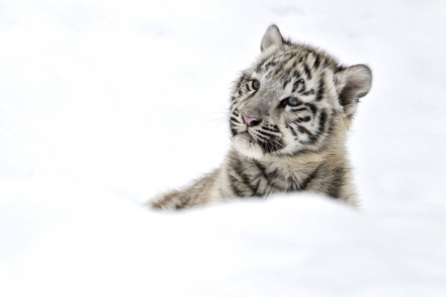 Обои картинки фото животные, тигры, снег, тигренок