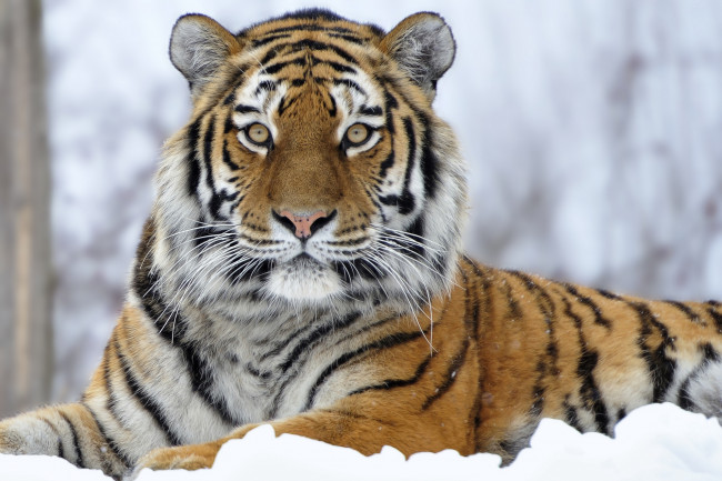 Обои картинки фото животные, тигры, снег, взгляд, хищник, кошка
