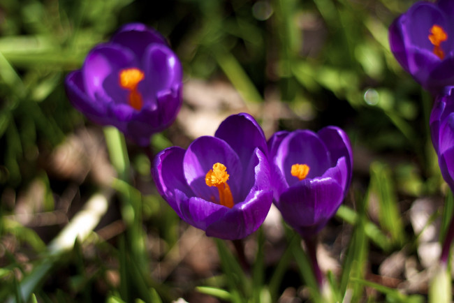 Обои картинки фото цветы, крокусы, весна, фиолетовый