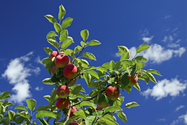 Обои картинки фото природа, плоды, яблоки, ветка, ненбо, облака