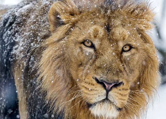 Обои картинки фото животные, львы, снег, взгляд