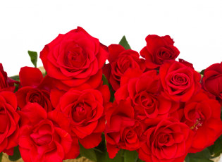 Картинка цветы розы белый фон красные