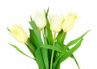 Картинка цветы тюльпаны белый фон белые букет