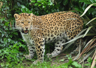 Картинка животные леопарды леопард дерево трава
