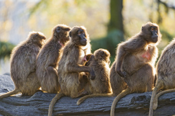 Картинка животные обезьяны посиделки