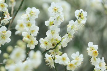 Картинка цветы цветущие+деревья+ +кустарники весна цветение вишня белые ветки