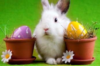 обоя животные, кролики,  зайцы, кролик, пасха, яйцо, easter, ромашка, горшок