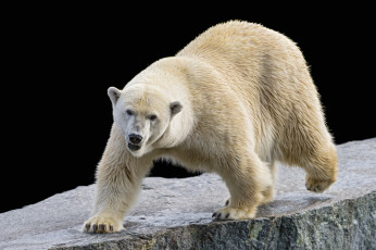 Картинка животные медведи белый