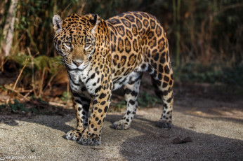 Картинка животные Ягуары пятна морда кошка