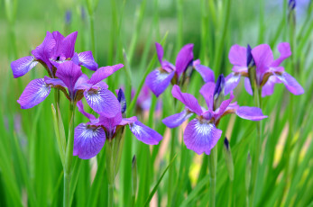 Картинка цветы ирисы листья фиолетовый ирис