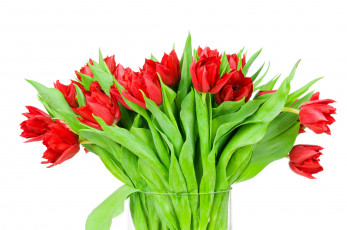 Картинка цветы тюльпаны красные белый фон