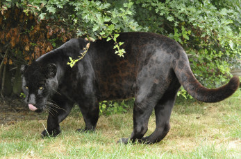 Картинка животные Ягуары ягуар трава деревья весна