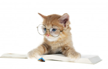 Картинка животные коты читатель